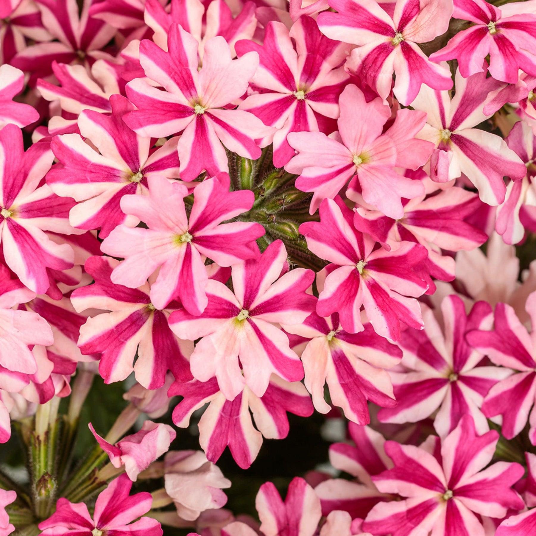 Verbena Superbena® Royale Cherryburst (Cherryburst Verbena)