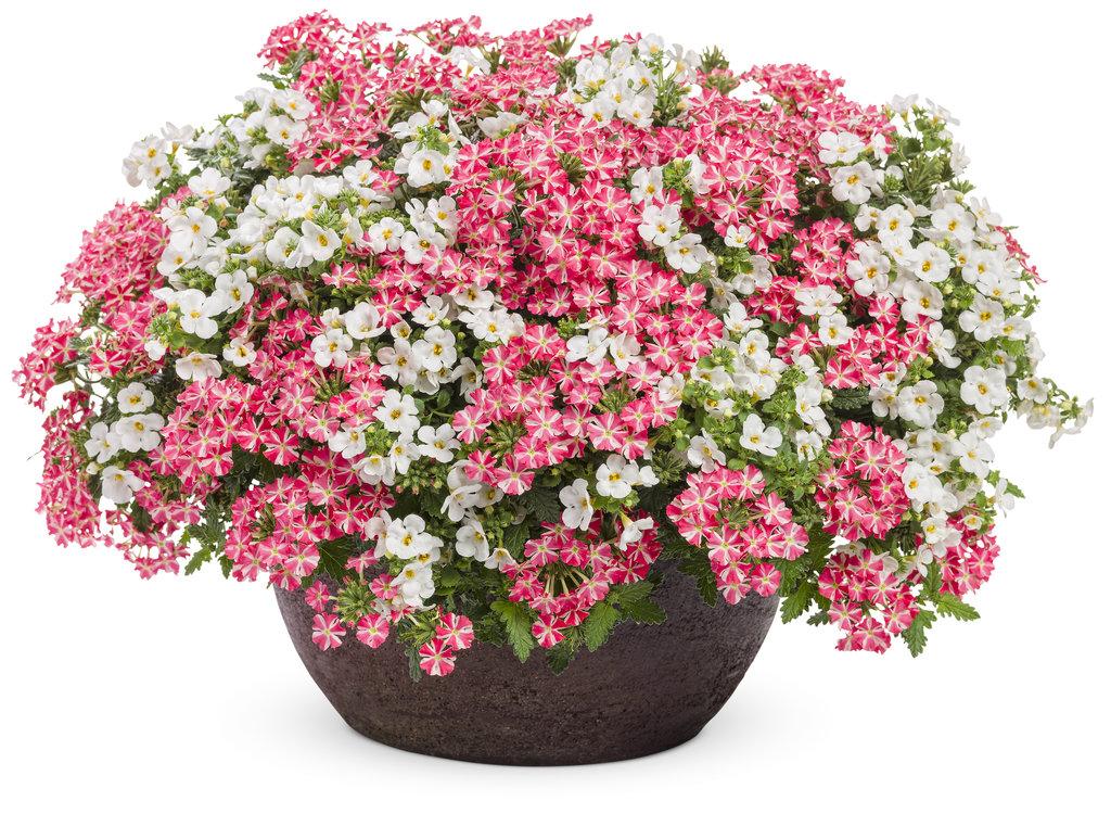 Verbena Superbena® Royale Cherryburst (Cherryburst Verbena)