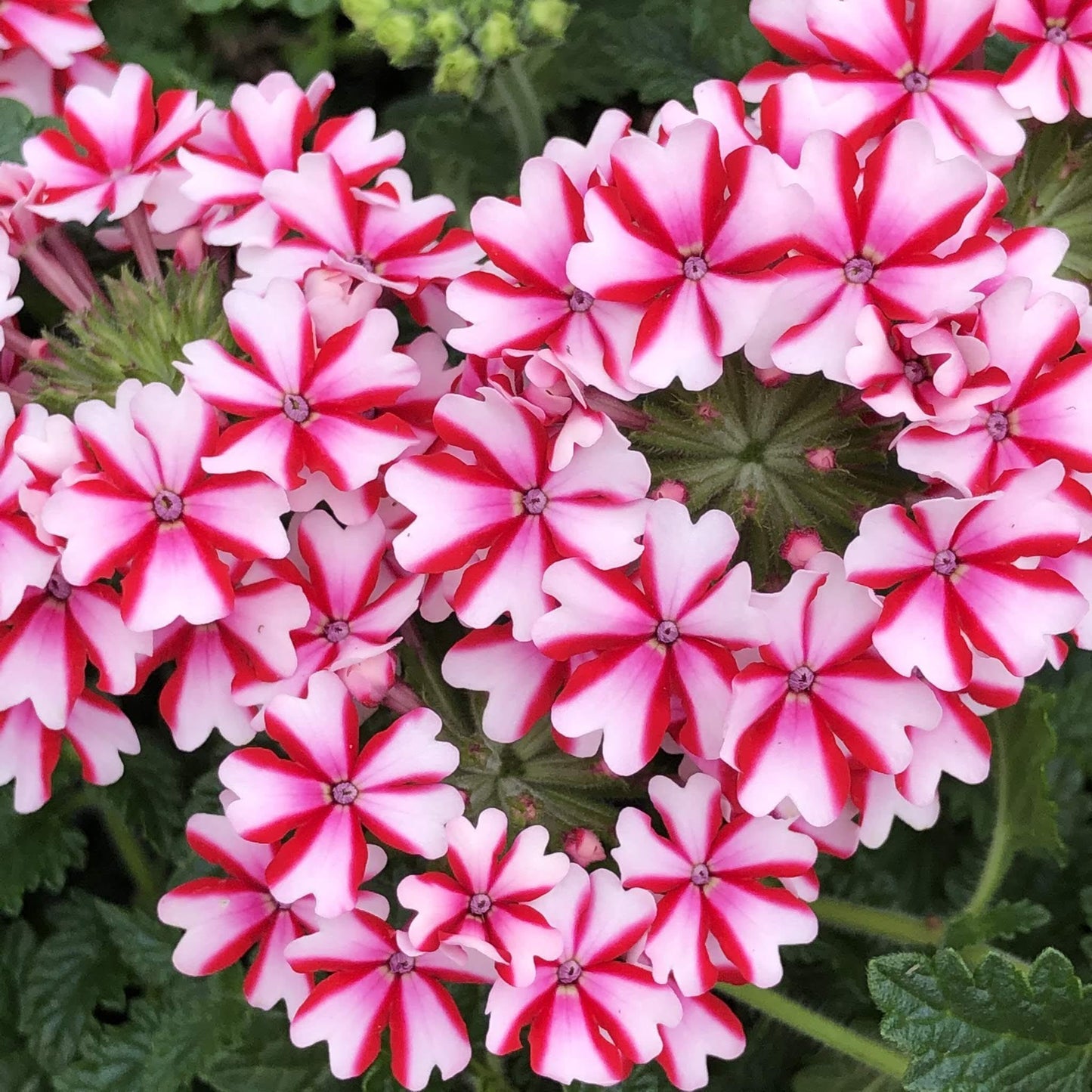 Verbena 'Lanai Candy Cane' (Verbena)