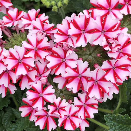 Verbena 'Lanai Candy Cane' (Verbena)