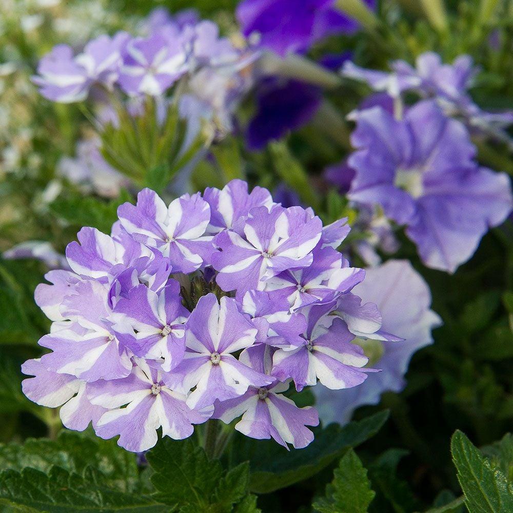 Verbena 'Superbena® Storm Burst' (Verbena)