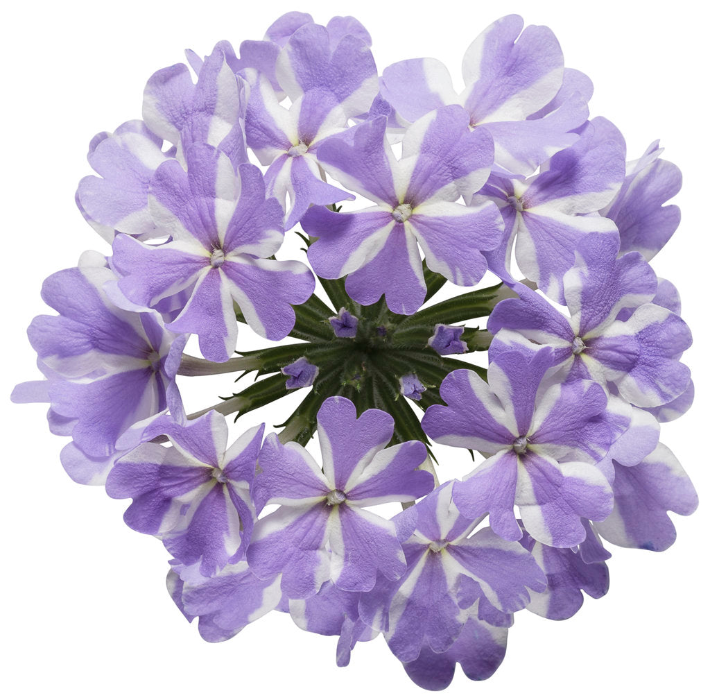 Verbena 'Superbena® Storm Burst' (Verbena)
