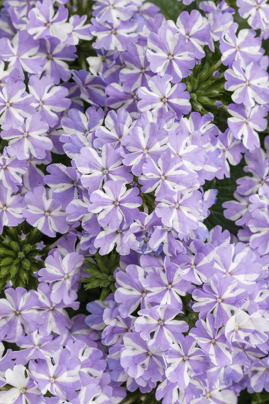 Verbena 'Superbena® Storm Burst' (Verbena)