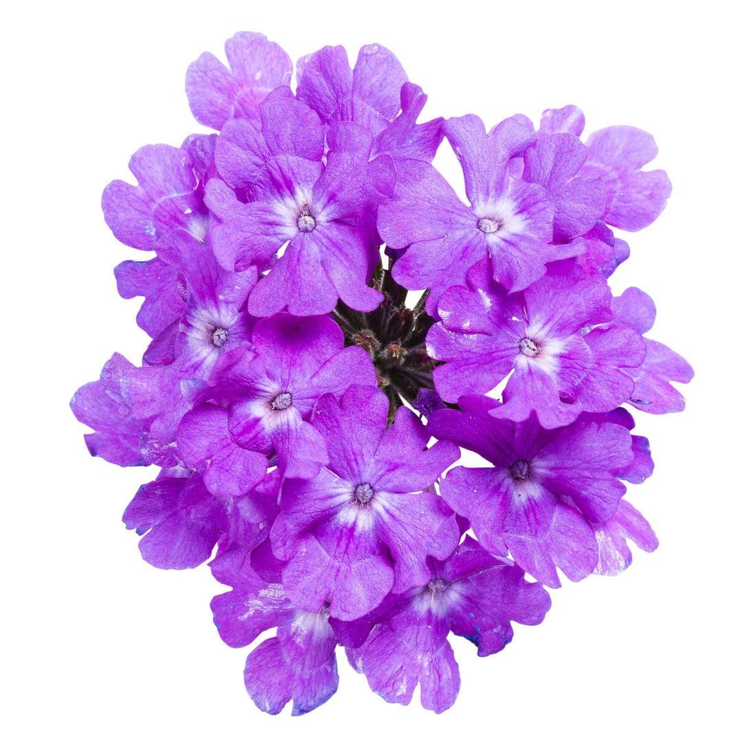 Verbena 'Superbena® Violet Ice' (Verbena)