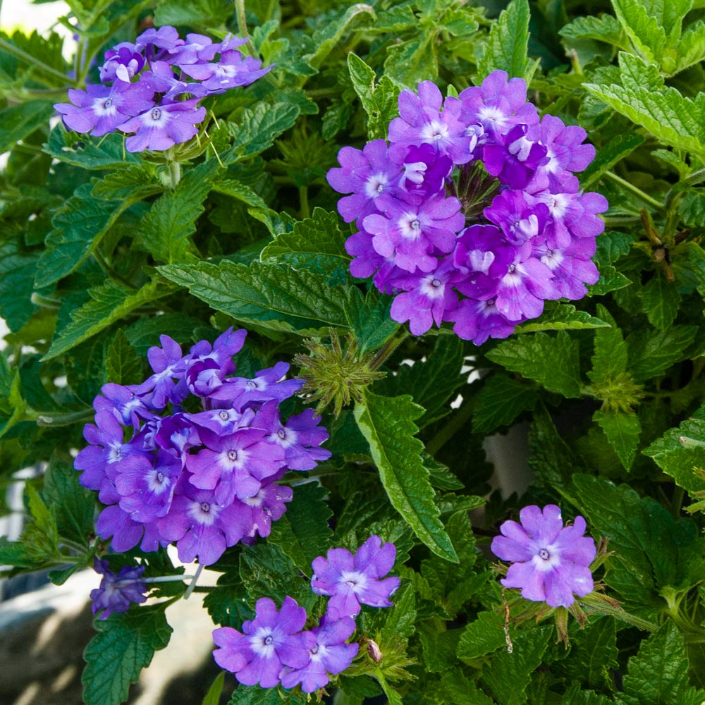 Verbena 'Superbena® Violet Ice' (Verbena)