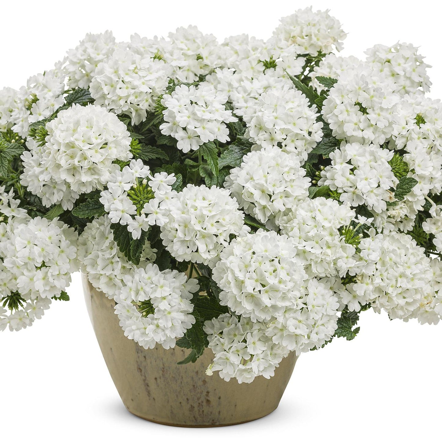Verbena 'Superbena® Whiteout' (Verbena)