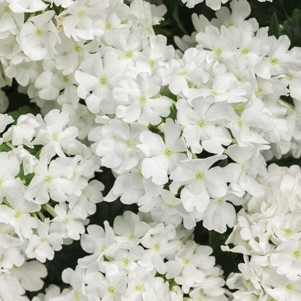 Verbena 'Superbena® Whiteout' (Verbena)
