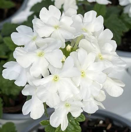Verbena 'Superbena® Whiteout' (Verbena)