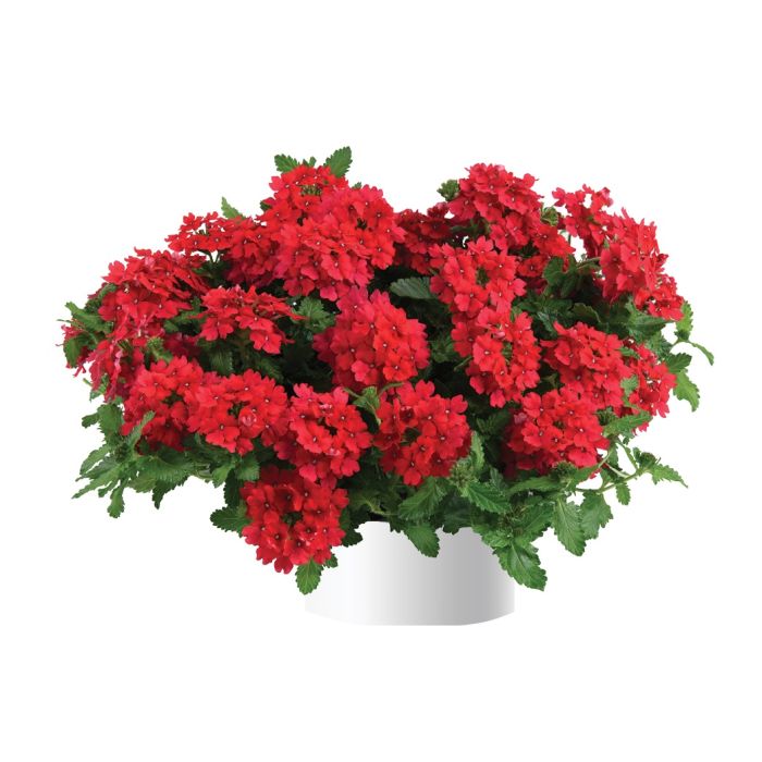 Verbena × hortensis ‘Vanessa Red’ (Vanessa Red Verbena)