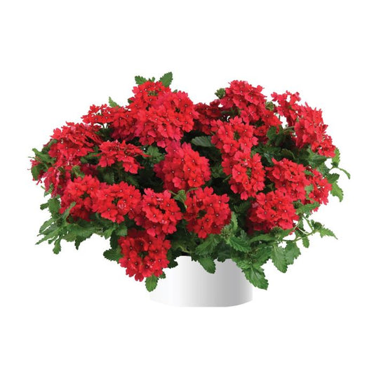 Verbena × hortensis ‘Vanessa Red’ (Vanessa Red Verbena)