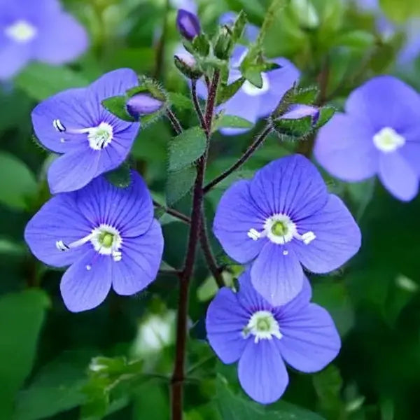 Veronica Oxford Blue (Speedwell)
