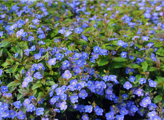 Veronica Oxford Blue (Speedwell)