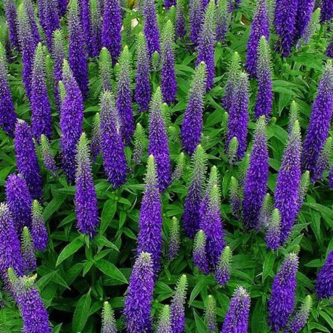 Veronica 'Ronica Blue' (Blue Speedwell)
