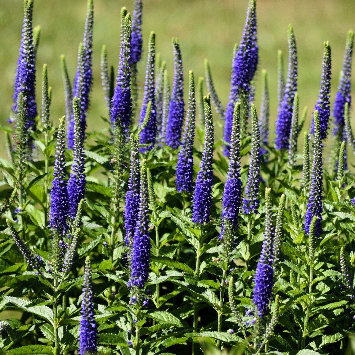Veronica 'Ronica Blue' (Blue Speedwell)