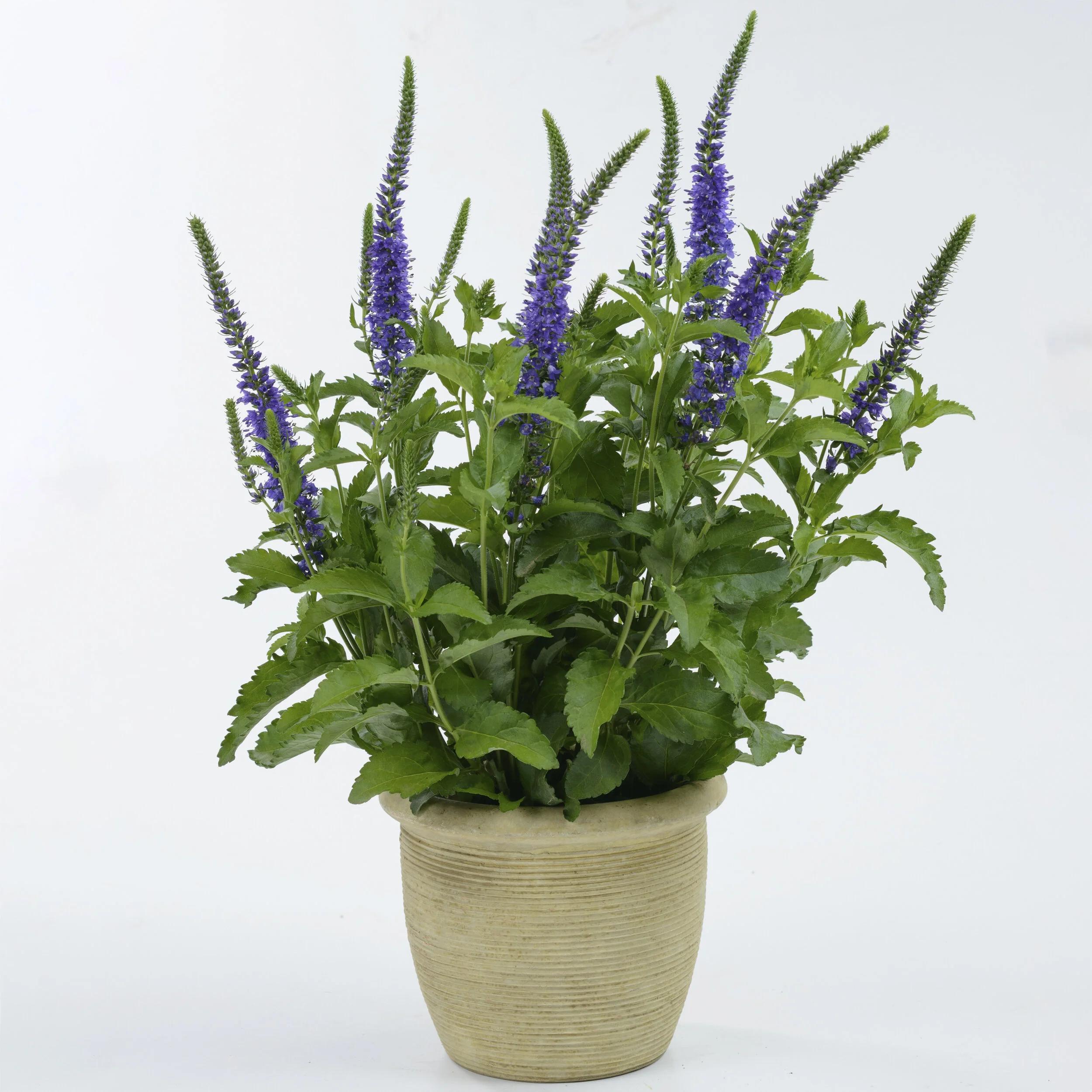 Veronica 'Ronica Blue' (Blue Speedwell)