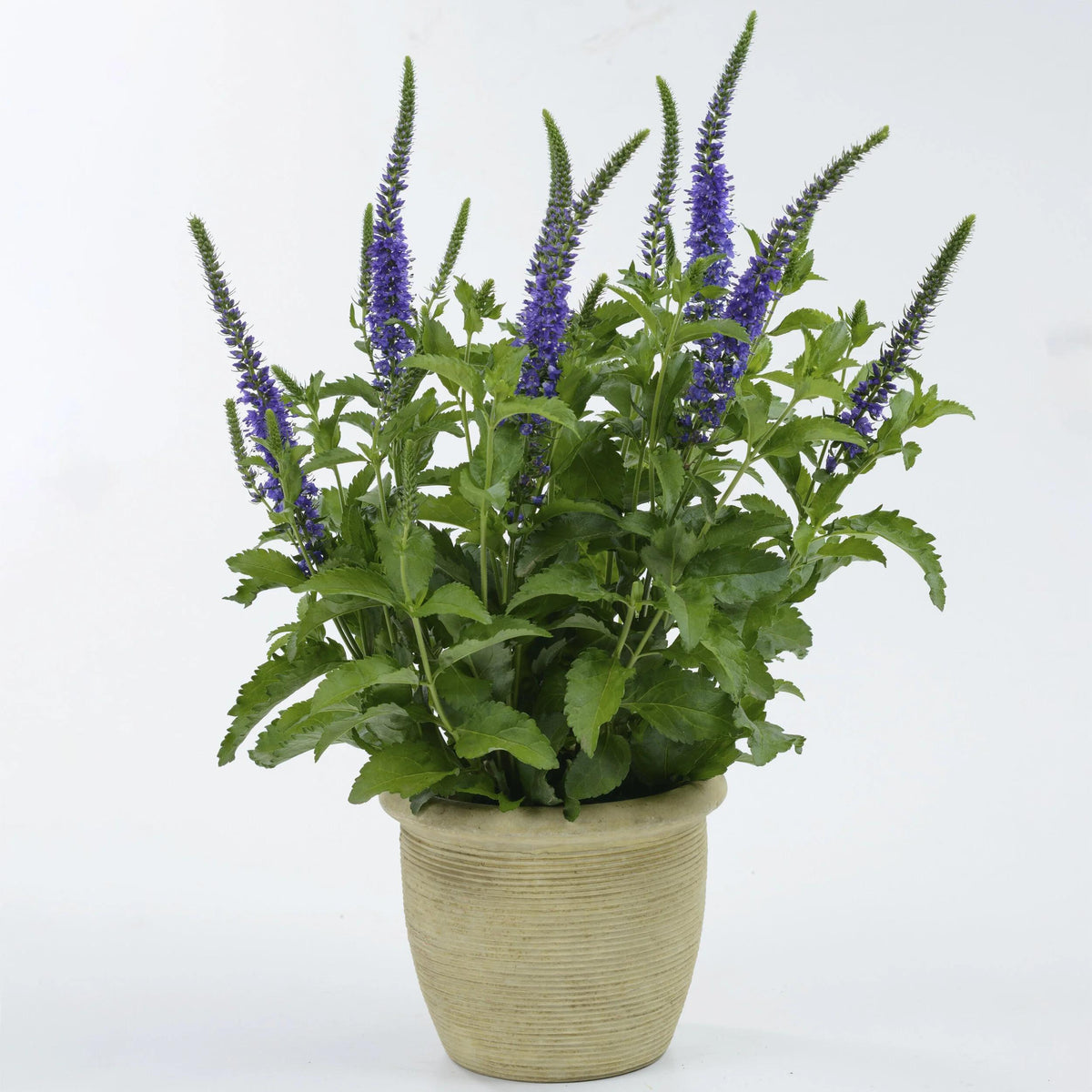 Veronica 'Ronica Blue' (Blue Speedwell)
