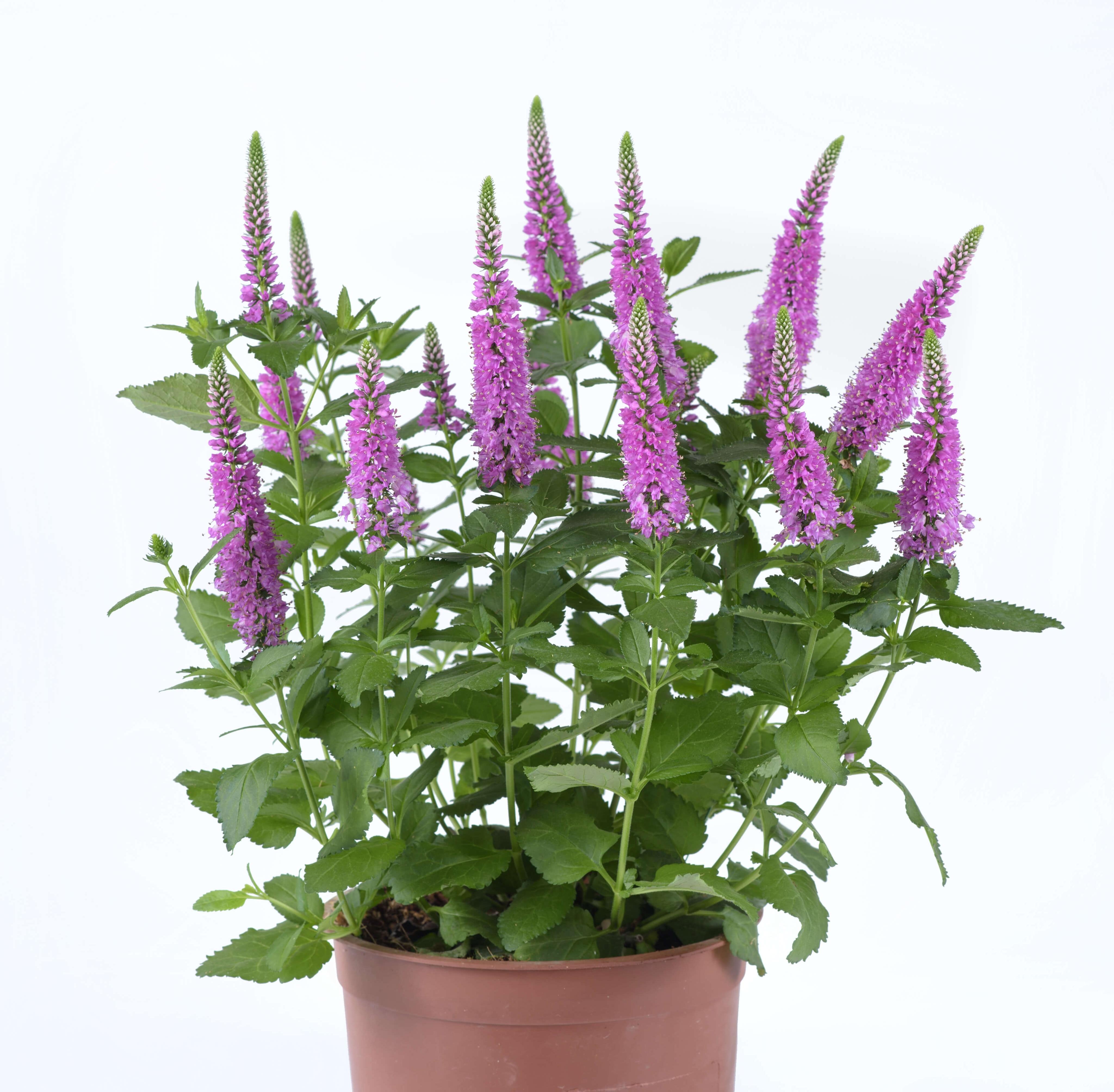 Veronica 'Ronica Fuchsia' (Fuchsia Speedwell)