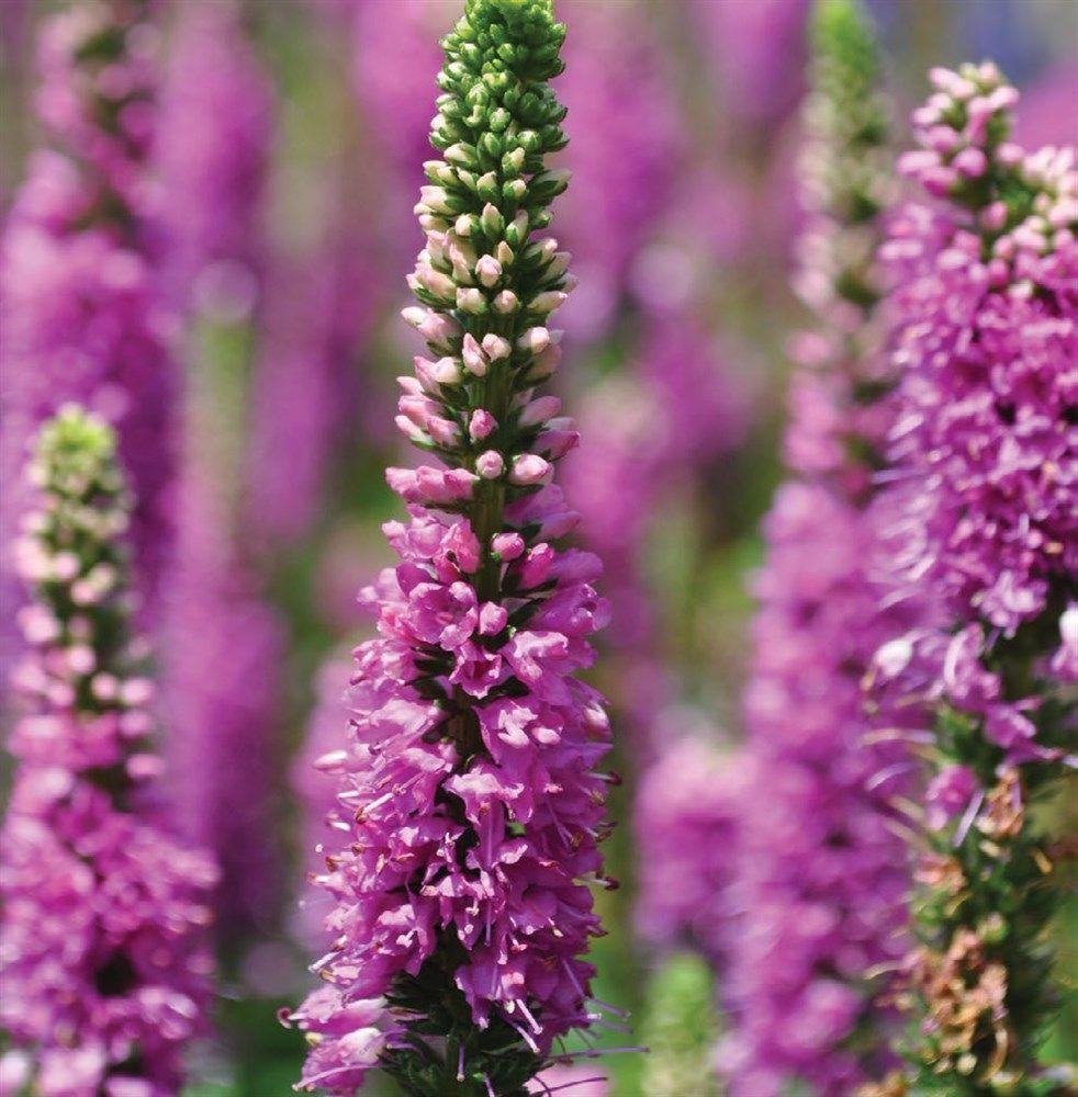 Veronica 'Ronica Fuchsia' (Fuchsia Speedwell)