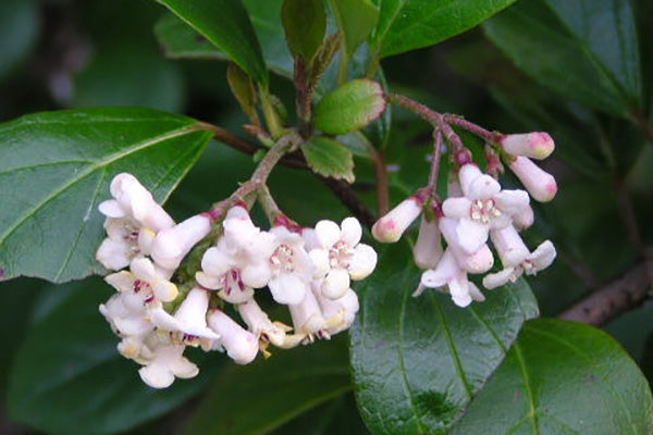Viburnum suspensum (Sandankwa Viburnum)