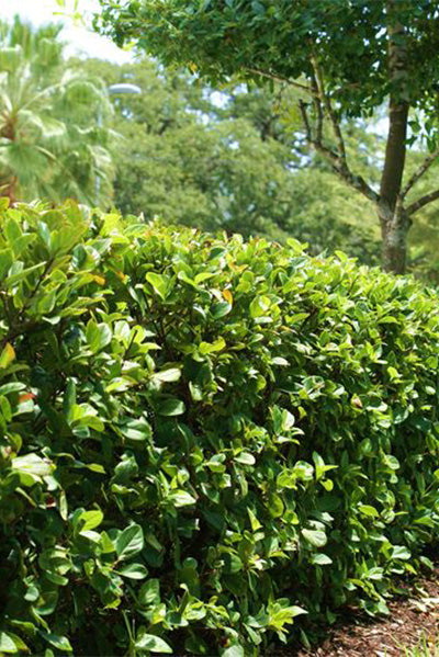 Viburnum suspensum (Sandankwa Viburnum)