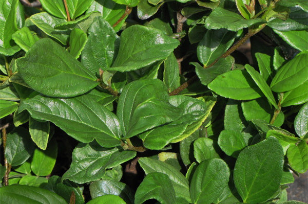 Viburnum suspensum (Sandankwa Viburnum)