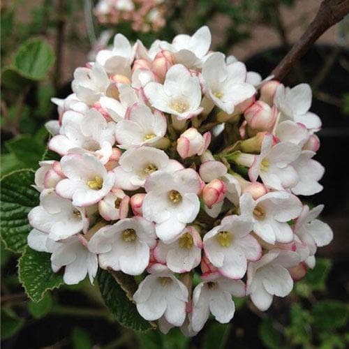 Viburnum × burkwoodii ‘Anne Russell’ (Burkwood Viburnum)