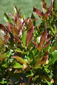 Viburnum Odoratissimum 'Brant01' Coppertop™ (Coppertop Sweet Viburnum)