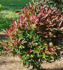 Viburnum Odoratissimum 'Brant01' Coppertop™ (Coppertop Sweet Viburnum)