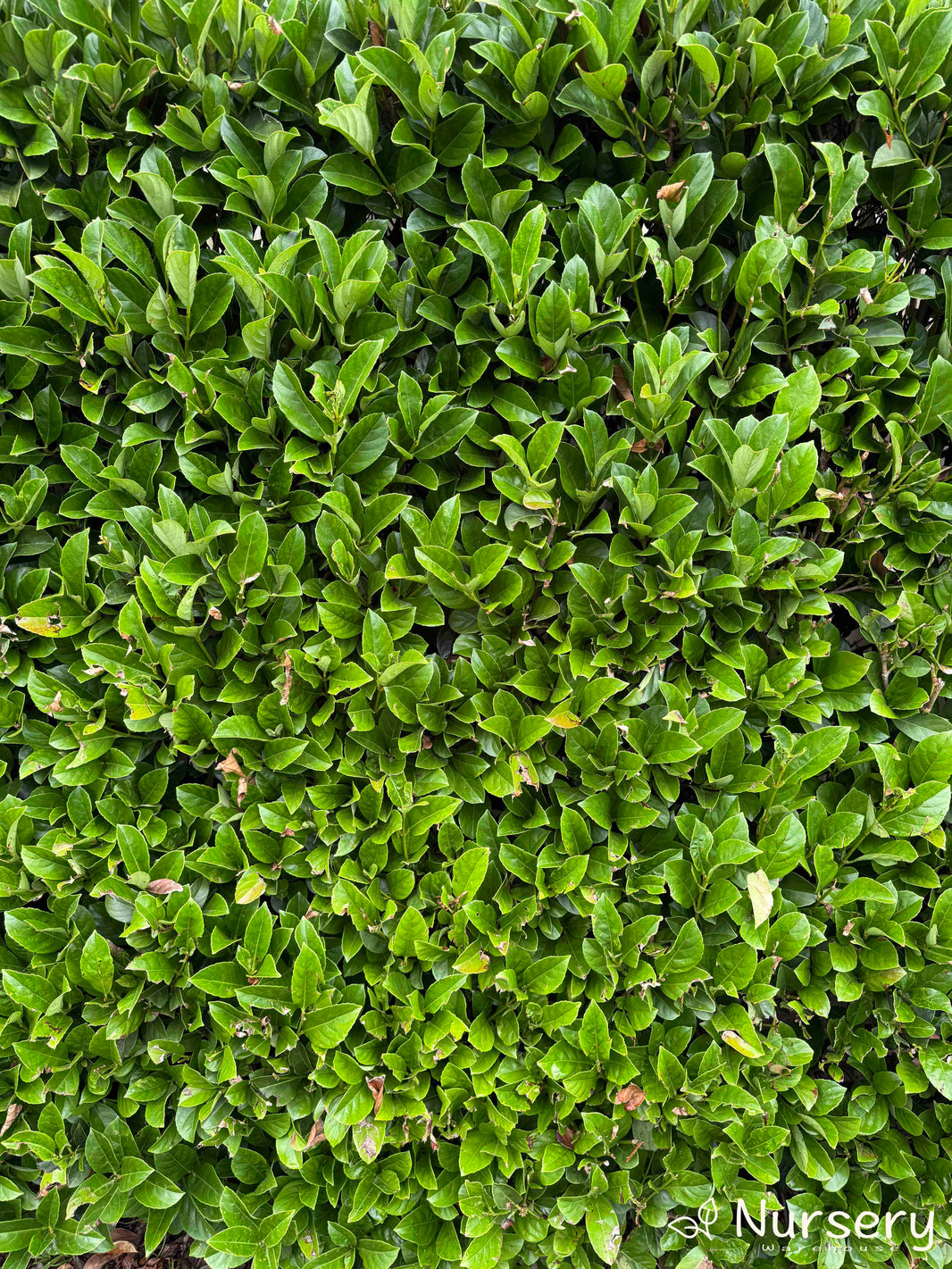 Screening & Hedges – Nursery Warehouse PTY LTD