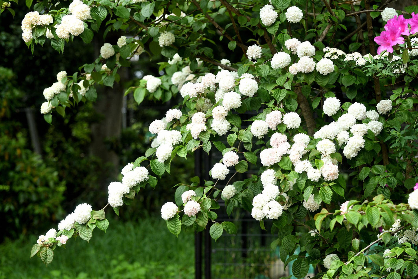 Viburnum Plicatum (Japanese Snowball Viburnum)