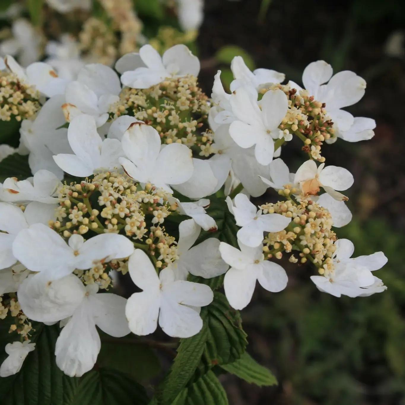 Viburnum Plicatum 'Mariesii' (Mariesii Doublefile Viburnum)