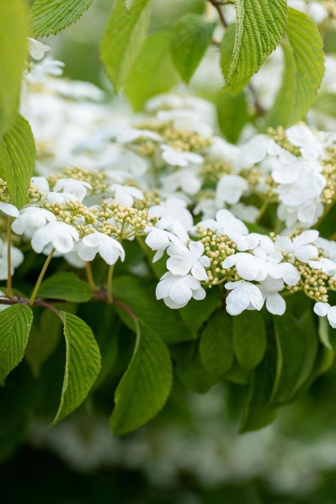 Viburnum Plicatum 'Mariesii' (Mariesii Doublefile Viburnum)