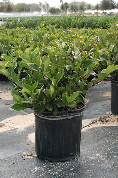 Viburnum suspensum (Sandankwa Viburnum)