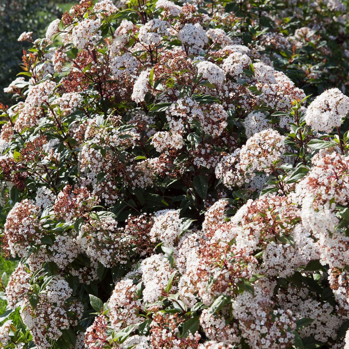 Viburnum Tinus ‘Anvi’ Spirit™ (Spirit Laurustinus)