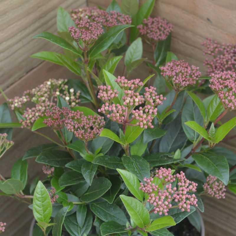 Viburnum Tinus ‘Anvi’ Spirit™ (Spirit Laurustinus)