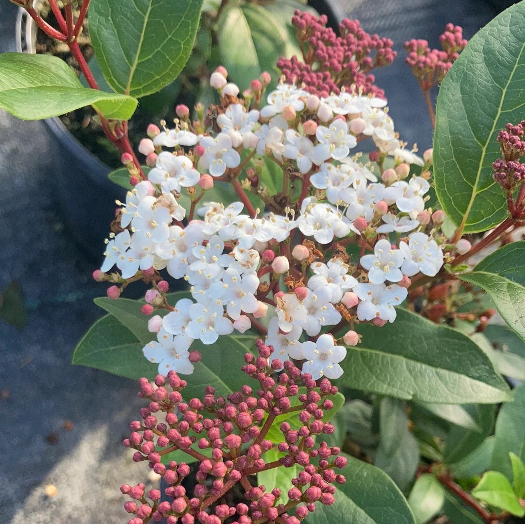 Viburnum Tinus ‘Anvi’ Spirit™ (Spirit Laurustinus)