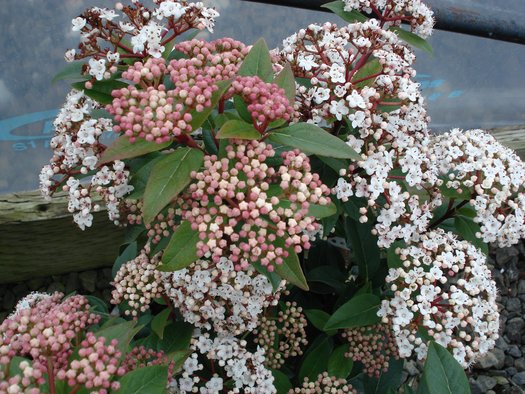 Viburnum Tinus ‘Anvi’ Spirit™ (Spirit Laurustinus)