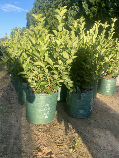 Viburnum Odoratissimum (Sweet Viburnum)