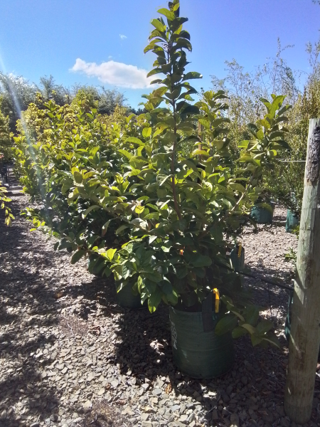 Viburnum Odoratissimum (Sweet Viburnum)