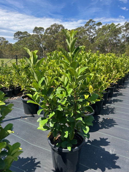 Viburnum Odoratissimum (Sweet Viburnum)