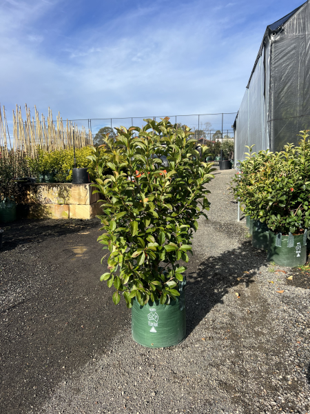 Viburnum Odoratissimum (Sweet Viburnum)