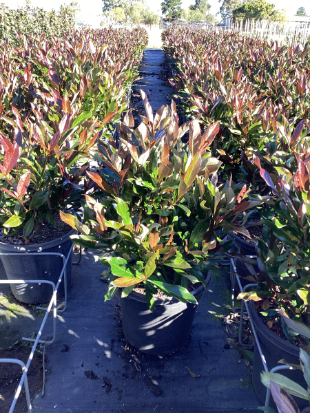 Viburnum Odoratissimum 'Brant01' Coppertop™ (Coppertop Sweet Viburnum)
