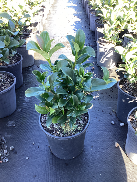 Viburnum odoratissimum ‘VOC1’ DENSE FENCE™ (Sweet Viburnum Dense Fence)