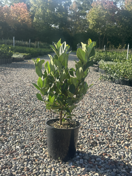 Viburnum suspensum (Sandankwa Viburnum)