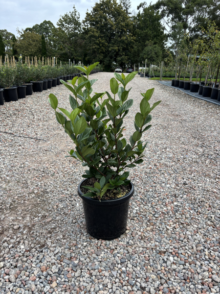Viburnum suspensum (Sandankwa Viburnum)