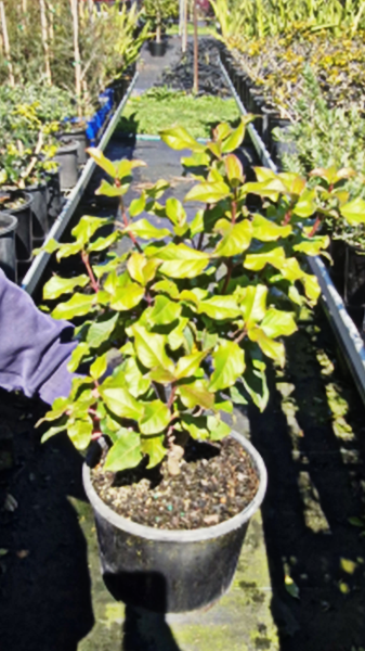 Viburnum Tinus (Laurustinus) CLEARANCE