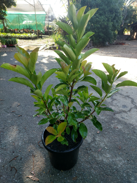 Viburnum odoratissimum ‘Emerald Lustre’ (Emerald Lustre Viburnum)