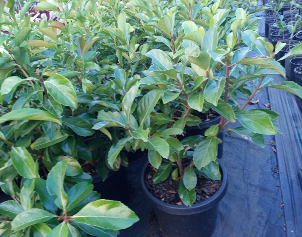 Viburnum odoratissimum ‘Emerald Lustre’ (Emerald Lustre Viburnum)