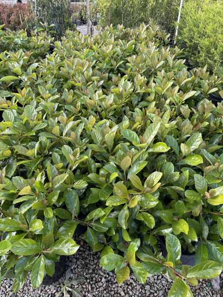 Viburnum odoratissimum ‘Emerald Lustre’ (Emerald Lustre Viburnum)