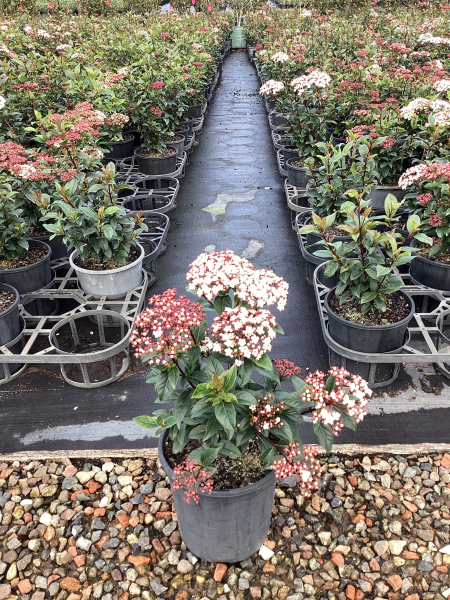 Viburnum Tinus ‘Anvi’ Spirit™ (Spirit Laurustinus)